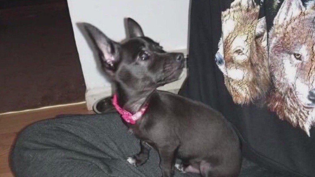 Family says babysitter killed their dog